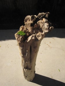 El árbol de la memoria